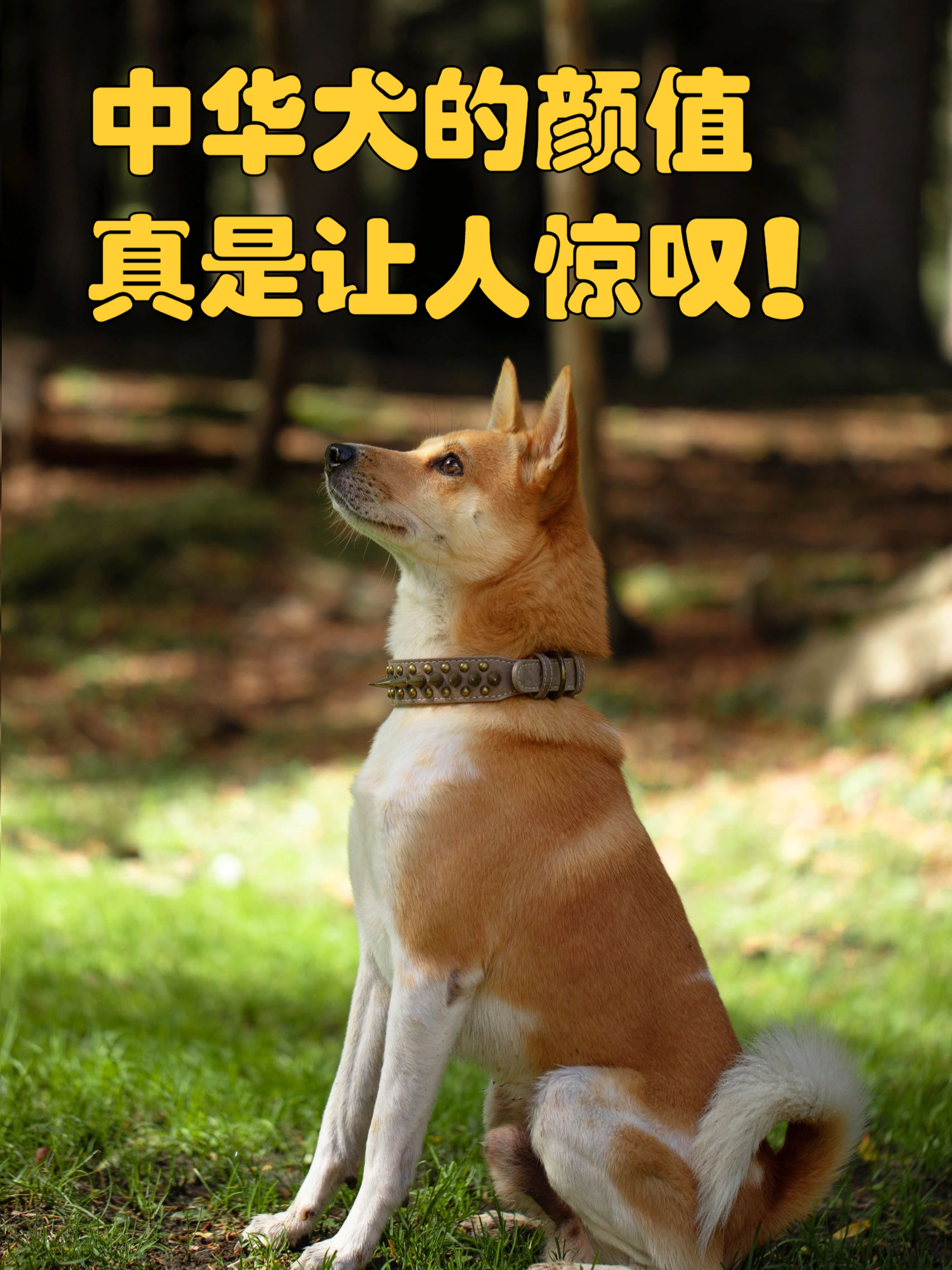 云开体育官方网站-无比魅力：顶尖豪强一决高下的简单介绍
